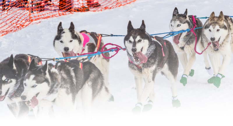 Iditarod Sled Dogs